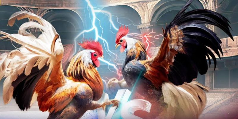 Sơ lược về sảnh đá gà Betvnd