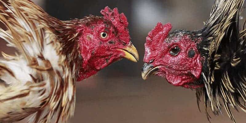 Nhìn tướng đầu để nhận định chiến kê đá hay